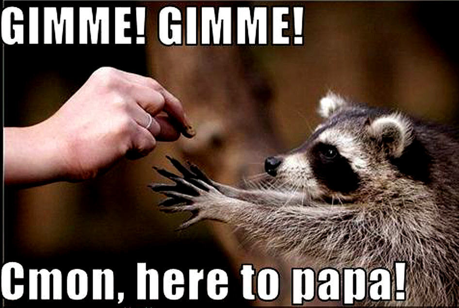 Humor Raccoon Funny Picture