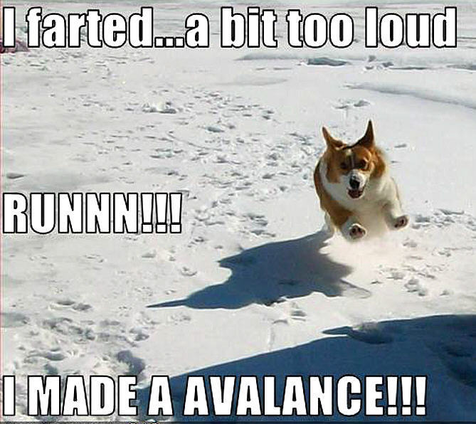I Farted A Bit Too Loud Funny Dog Humor