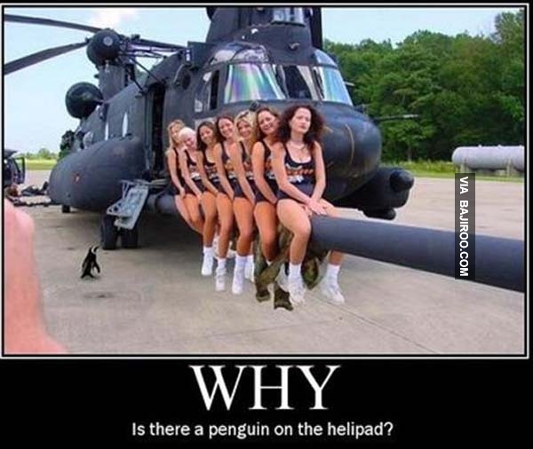 Is There A Penguin On The Helipad Funny Humor