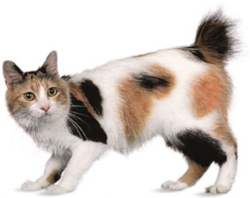 Japanese Bobtail Cat Spots Design