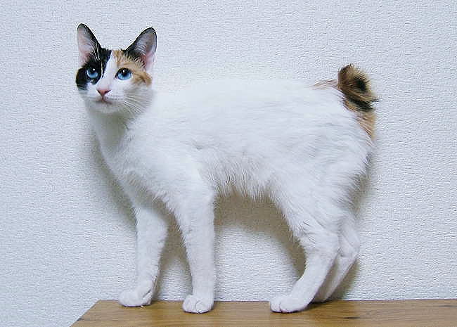 Japanese Bobtail Cat Standing On Table