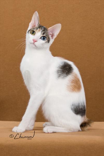 Japanese Bobtail Cat With Spots