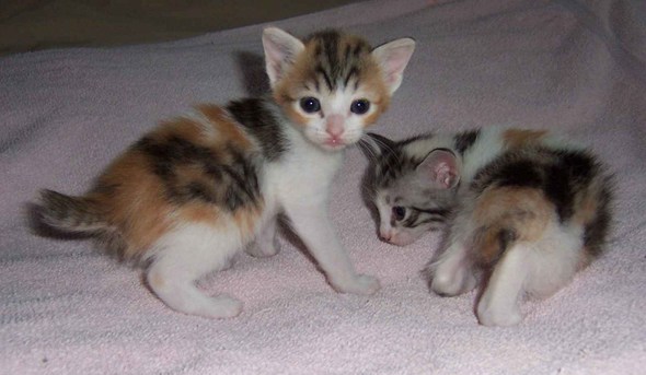 Japanese Bobtail Kittens Picture