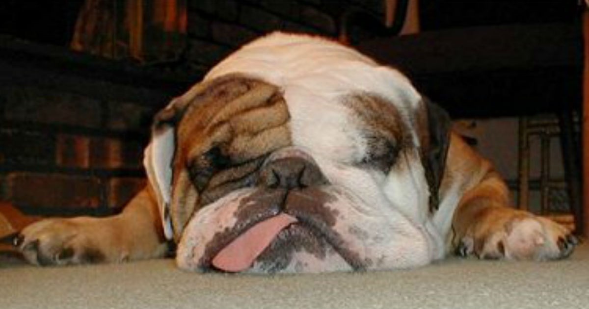 Lazy Bulldog Photo