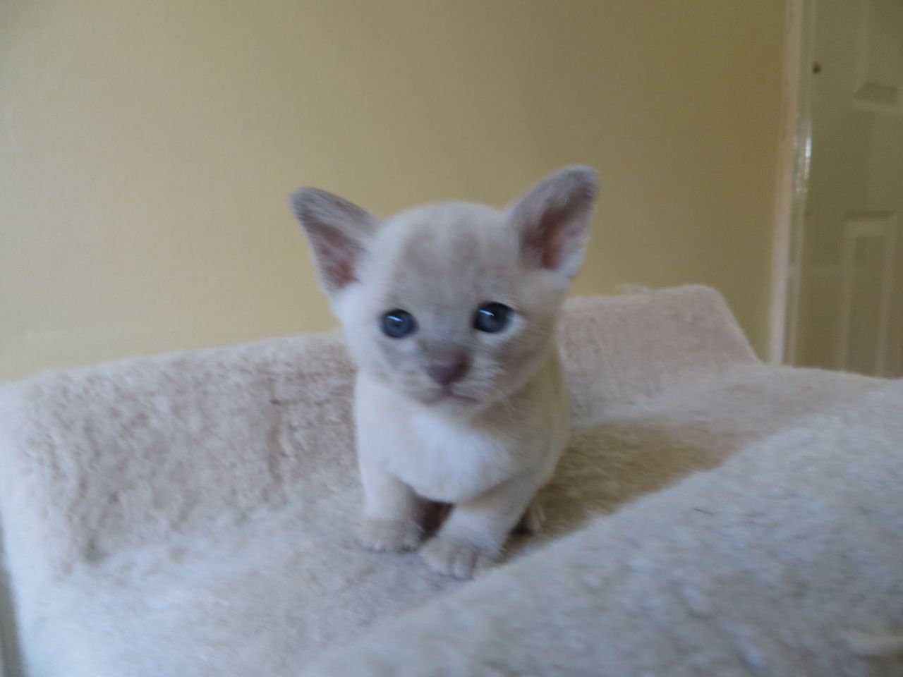 Little Burmese Kitten