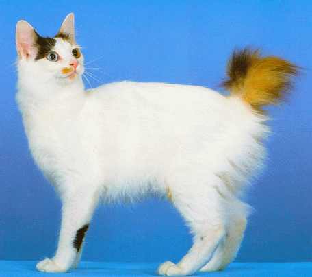 Long Hair Japanese Bobtail Cat