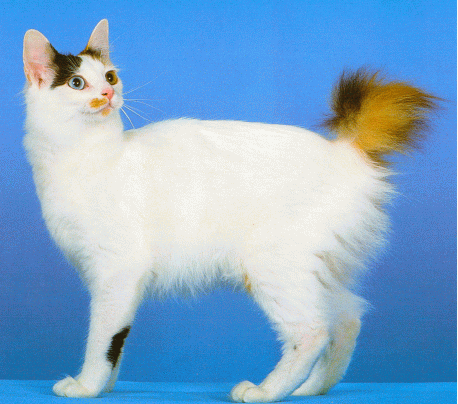 Longhaired White Japanese Bobtail Cat