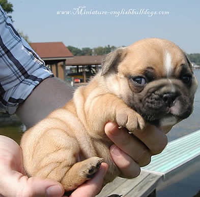 Mini Fawn Bulldog Puppy In Hand