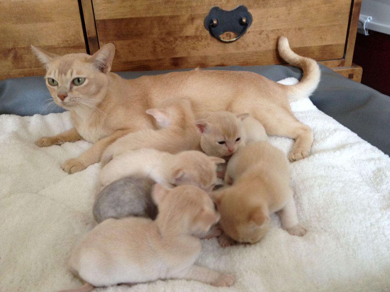 New Born Burmese Kittens