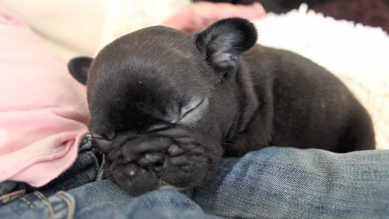 New Born Cute Black Bulldog Puppy