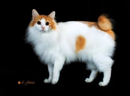Orange And White Fluffy Japanese Bobtail Cat