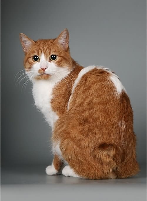 20 Most Beautiful Orange Japanese Bobtail Cat Pictures