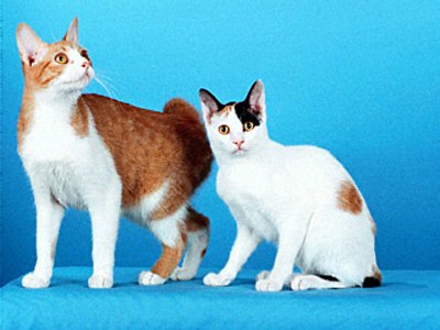 Orange And White Japanese Bobtail Cats