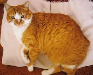 Orange Fluffy Japanese Bobtail Cat Sitting