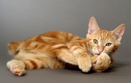 Orange Japanese Bobtail Cat Laying