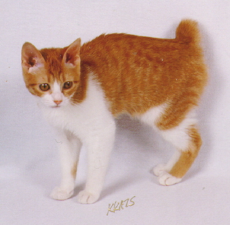 Orange Japanese Bobtail Kitten Picture