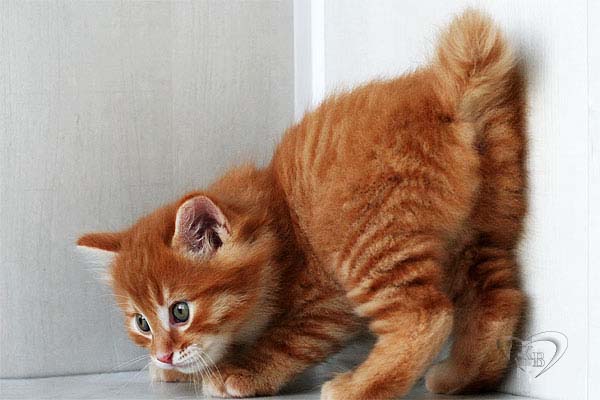 Orange Japanese Bobtail Kitten