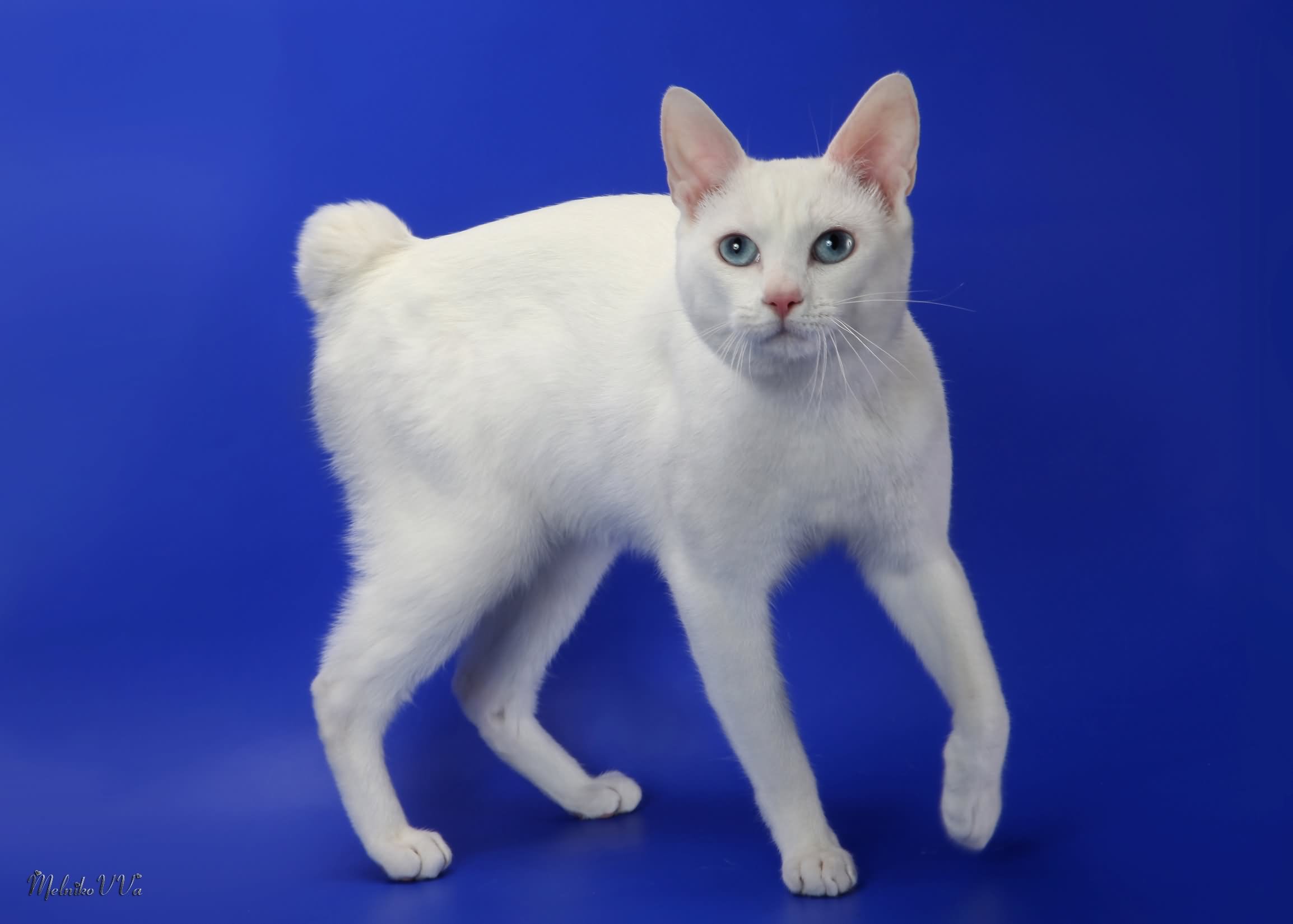 Pure White Japanese Bobtail Cat