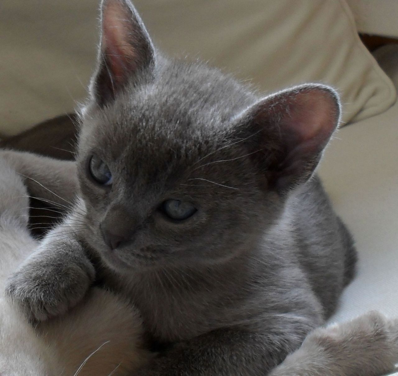 Stunning Grey Burmese Kitten