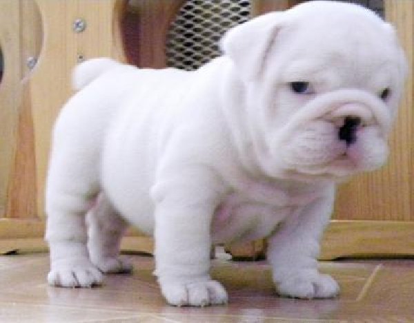 Sweet White Bulldog Puppy