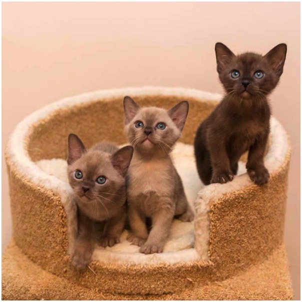 Three Beautiful Burmese Kittens