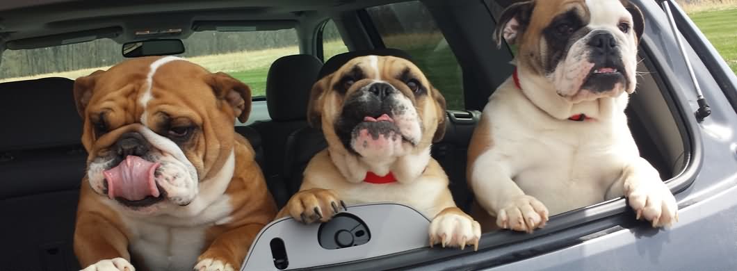 Three Bulldogs In Car Picture