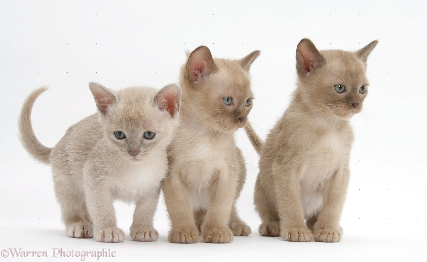 Three Burmese Kittens Picture