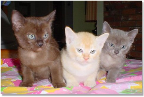 Three Burmese Kittens Sitting On Bed