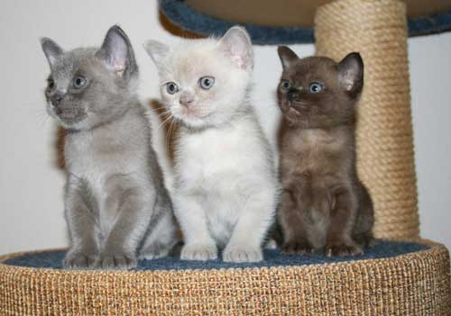 Three Burmese Kittens
