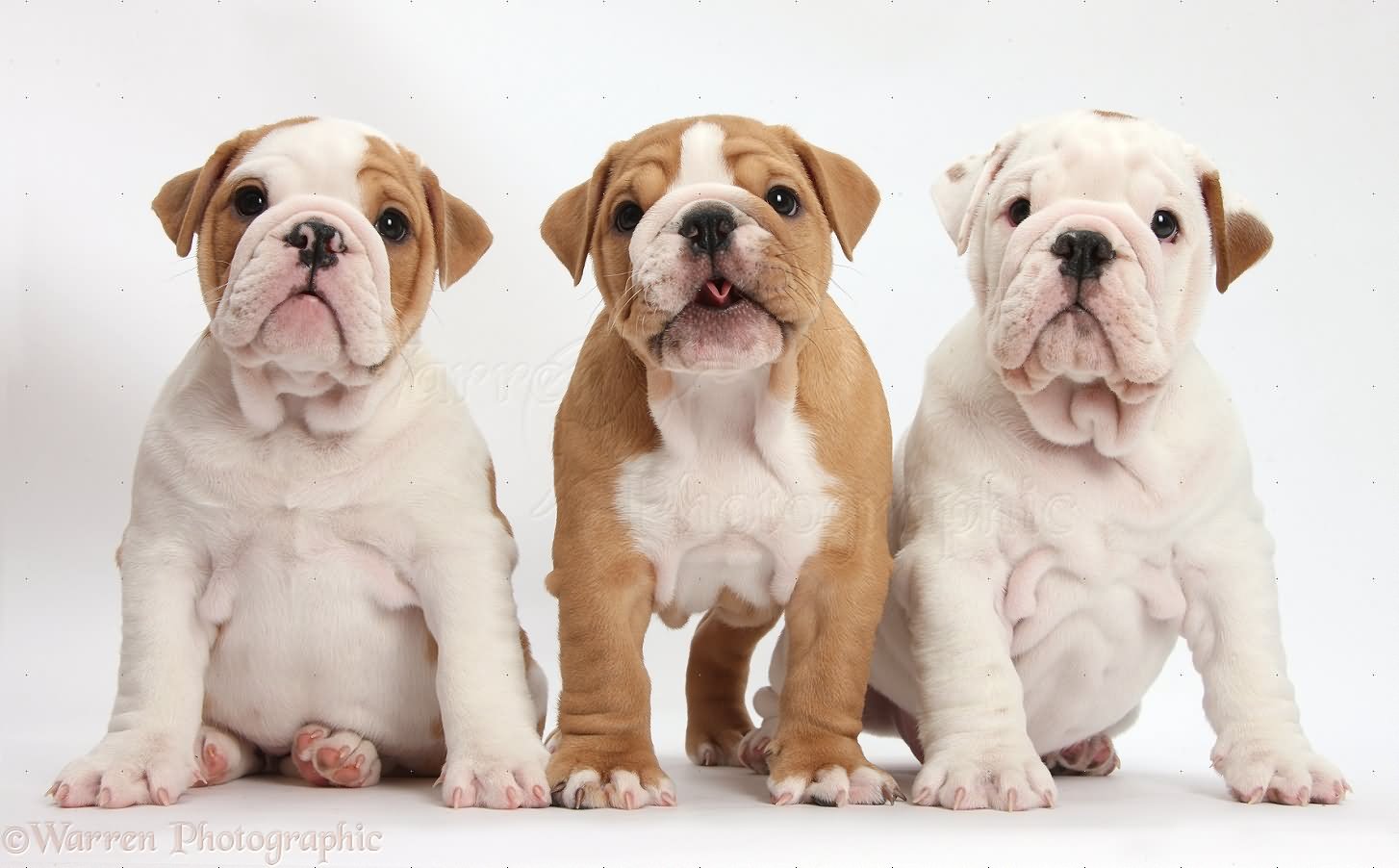 Three Cute Bulldog Puppies