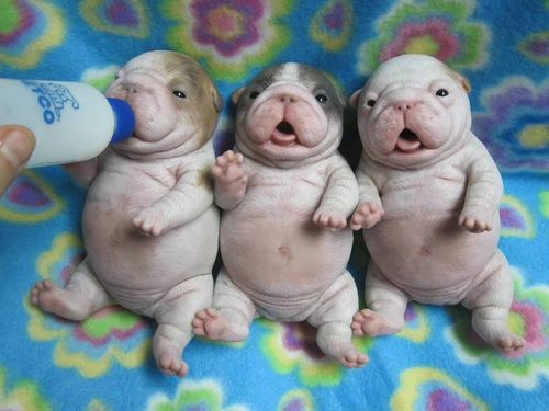 Three Cute New Born Bulldog Puppies
