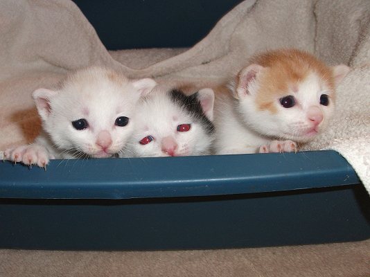 Three Cute New Born Japanese Bobtail Kittens
