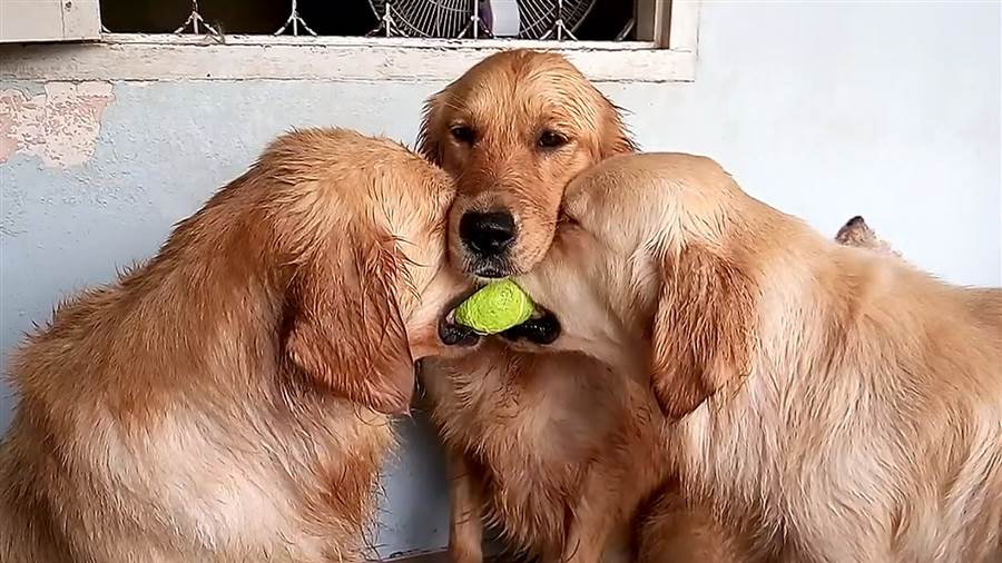 Three Golden Retriever Dogs Playing With Ball