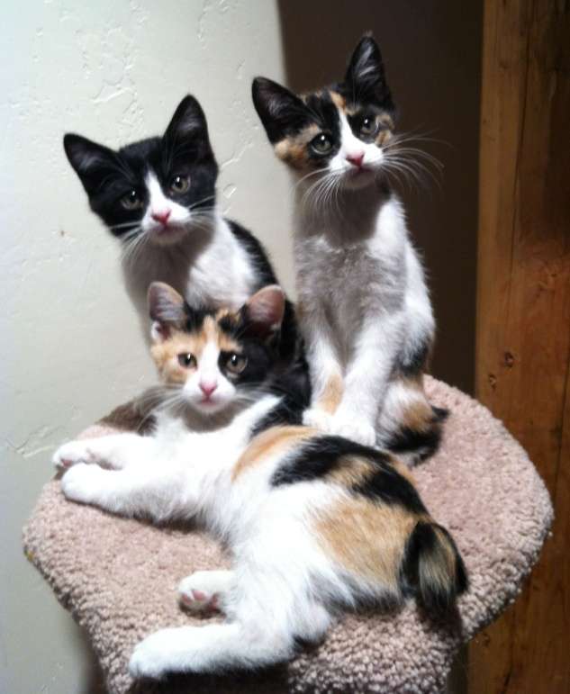 Three Japanese Bobtail Kittens Sitting