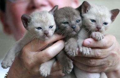 Three New Born Burmese Kittens In Hand