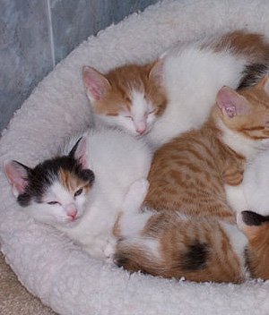 Three Sleeping Japanese Bobtail Kittens