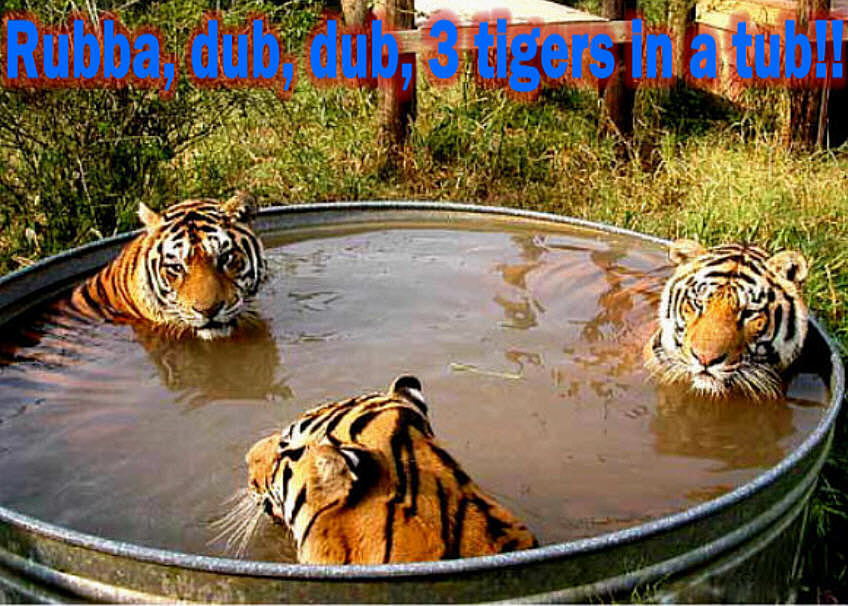 Three Tigers In Tub Funny Humor Image