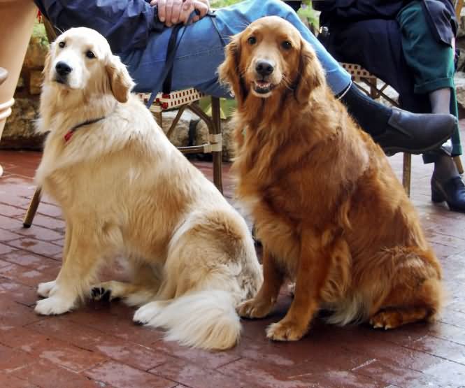 Two Beautiful Golden Retriever Dogs Sitting
