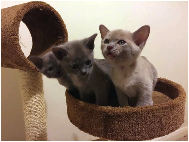 Two Burmese Kittens Image