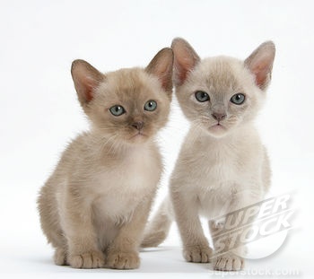 Two Burmese Kittens Picture