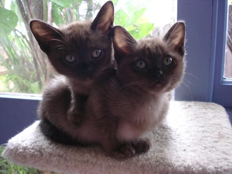 Two Burmese Kittens Playing Picture