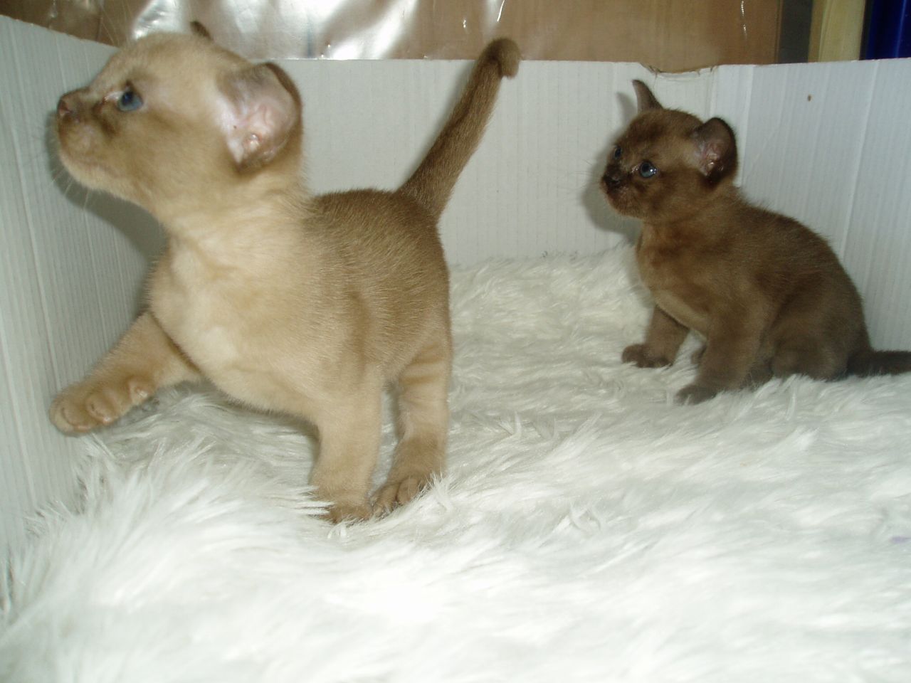 Two Burmese Kittens Playing
