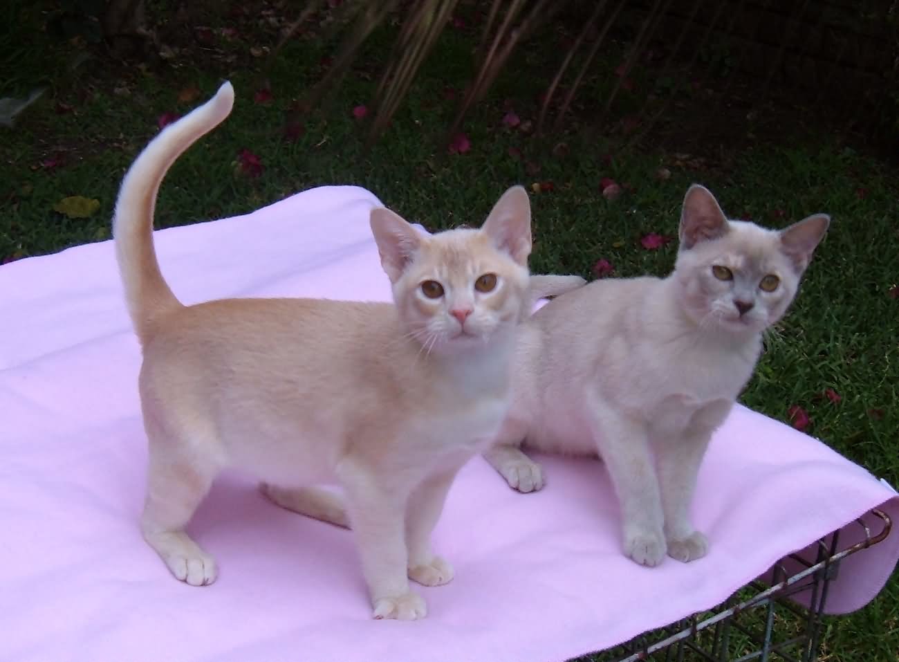 Two Burmese Kittens Sitting On Table