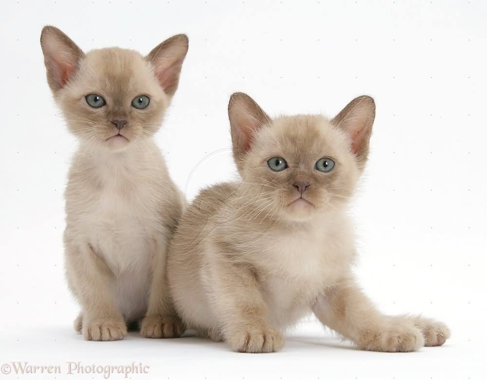 Two Burmese Kitten