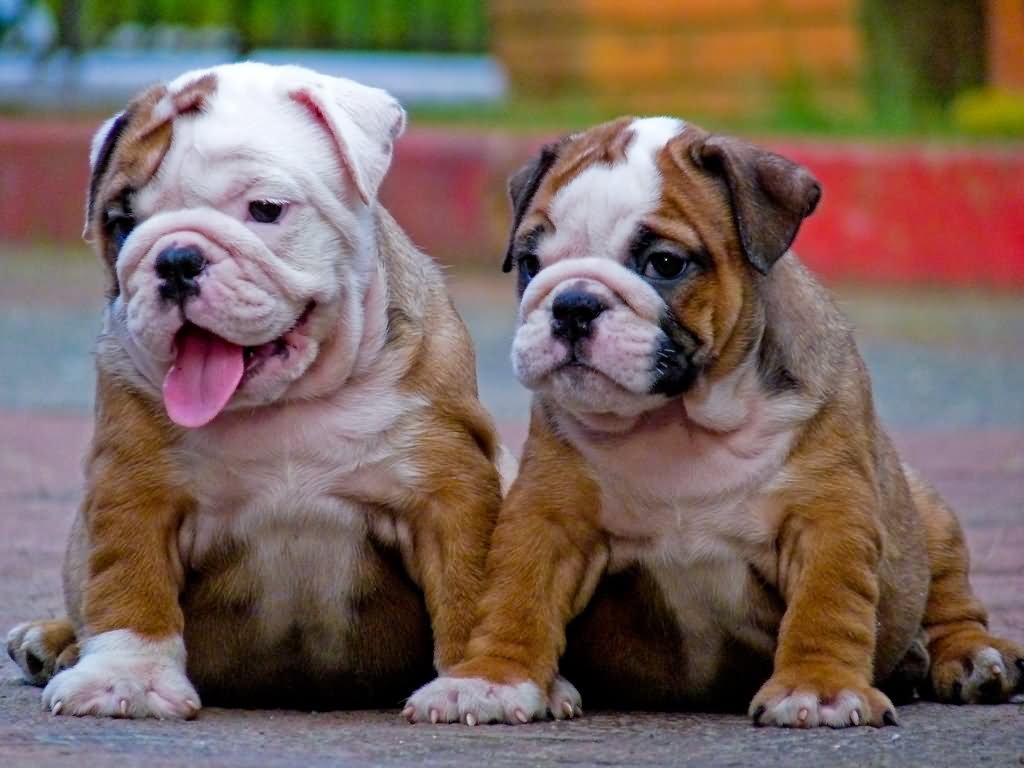 Two Cute Bulldog Puppies