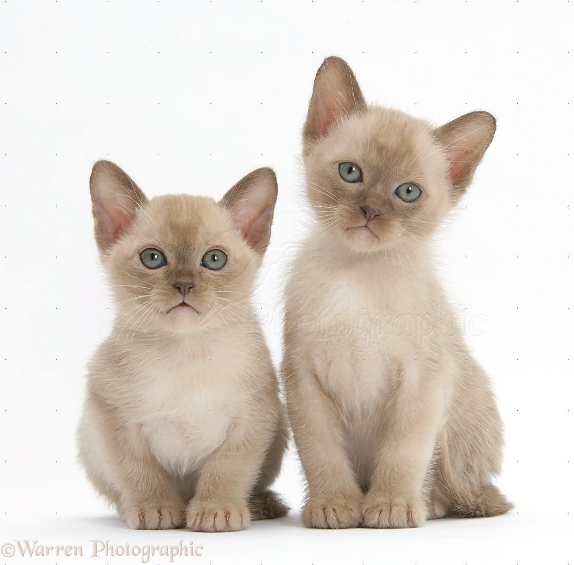 Two Cute Burmese Kittens