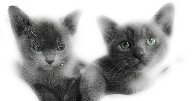 Two Cute Grey Burmese Kittens