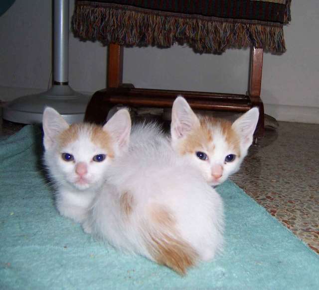 Two Cute Japanese Bobtail Kittens Sitting