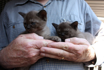 Two Cute New Born Burmese Kittens