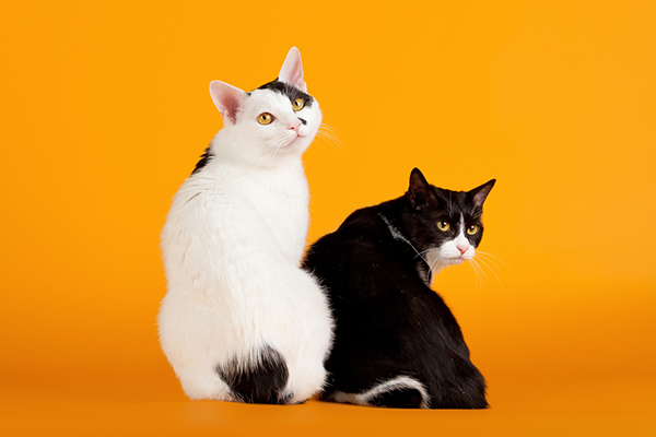 Two Japanese Bobtail Cats